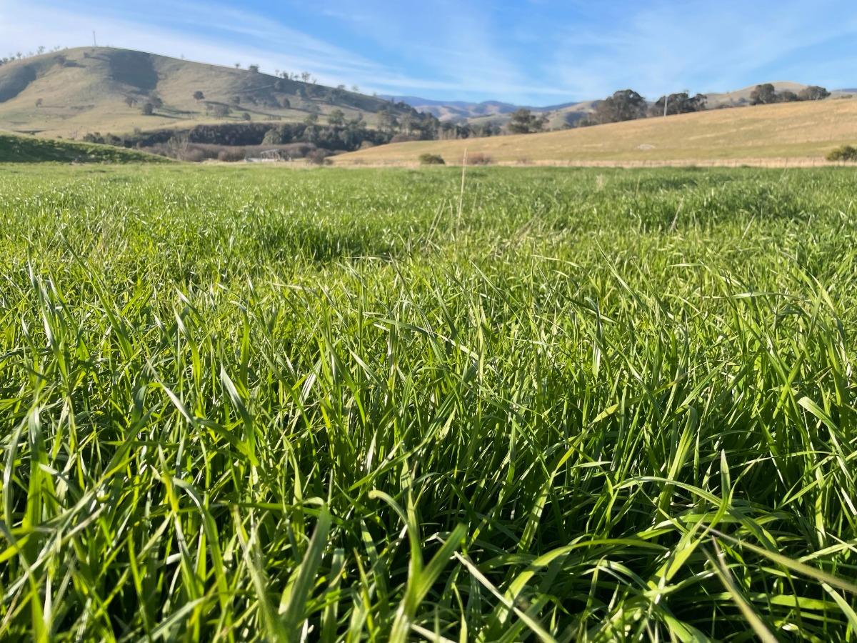 Break Crops and Forage Production webinar, September 22, 2026 - click on events page to register